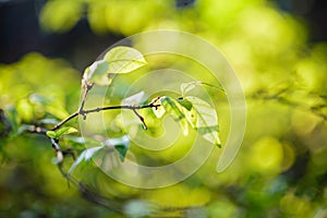 Selective focus of green leaf