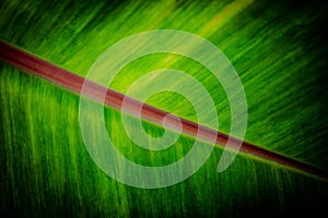 Selective focus  green leaf  texture  ,abstract  nature background