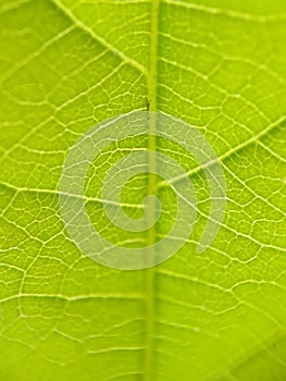 Selective focus green leaf veins structure