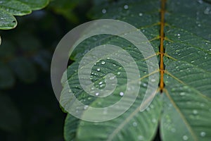 selective focus Green leaves with dew on leaves after a rainstorm has passed to moisten the foliage. Natural images have space for