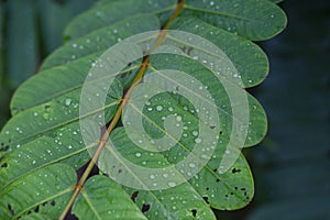 selective focus Green leaves with dew on leaves after a rainstorm has passed to moisten the foliage. Natural images have space for