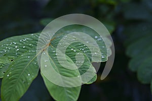 selective focus Green leaves with dew on leaves after a rainstorm has passed to moisten the foliage. Natural images have space for