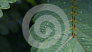 selective focus Green leaves with dew on leaves after a rainstorm has passed to moisten the foliage. Natural images have space for