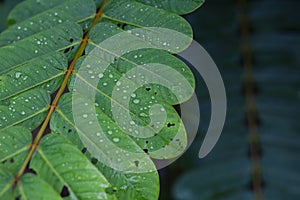 selective focus Green leaves with dew on leaves after a rainstorm has passed to moisten the foliage. Natural images have space for