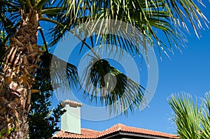 Selective focus green palm leaves over the roof of house with tiles. Palm trees grow in tropical climates. Natural background with