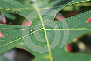 Selective focus of a green papaya leaf shows the tecture