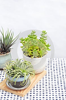 Selective focus of green sedum succulent plant and air plant in ceramic cup on wooden board