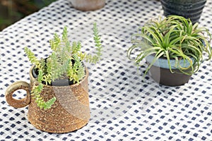 Selective focus of green sedum succulent plant pot for home decoration