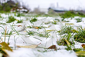 selective focus. Green spots of grass from under the snow melting in spring. The first snow in the fall on the green grass. The
