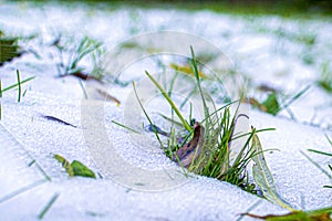 selective focus. Green spots of grass from under the snow melting in spring. The first snow in the fall on the green grass. The