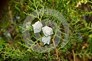 Selective focus green thuja branches, thuja occidentalis, northern white-cedar, eastern whitecedar, arborvitae