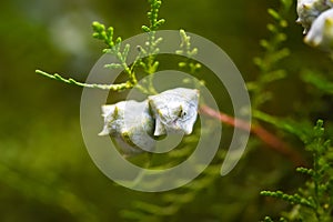 Selective focus green thuja branches, thuja occidentalis, northern white-cedar, eastern whitecedar, arborvitae. Beauty in nature