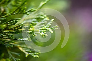 Selective focus green thuja branches, thuja occidentalis, northern white-cedar, eastern whitecedar, arborvitae. Beauty in nature