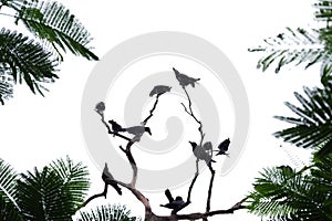 In selective focus a group of black crows sitting on a dead tree trunk with green leaves ,white isolated background