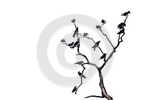In selective focus a group of black crows sitting on dead tree trunk,white isolated background with copy space