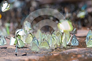 Selective focus group of Common Grass Yellow Butterflies puddling on ground in the nature background.