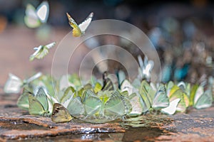 Selective focus group of Common Grass Yellow Butterflies puddling on ground in the nature background.