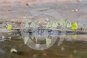 Selective focus group of Common Grass Yellow Butterflies puddling on ground in the nature background.