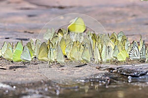 Selective focus group of Common Grass Yellow Butterflies puddling on ground in the nature background.