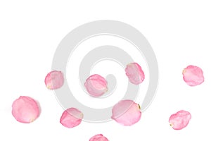 In selective focus a group of sweet pink rose corollas on white isolated
