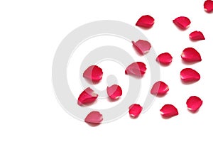 In selective focus a group of sweet red rose corollas on white isolated background