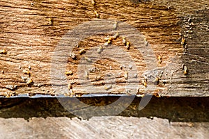 Selective focus on the group of termites on the wood floor