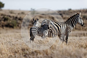 Selective focus of a group of zebras walking in a field in Lewa Wildlife Conservancy, Kenya.