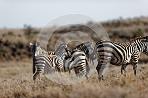 Selective focus of a group of zebras walking in a field in Lewa Wildlife Conservancy, Kenya.