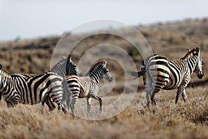 Selective focus of a group of zebras walking in a field in Lewa Wildlife Conservancy, Kenya.