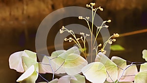 Selective focus on groups of freshness colorful Adiantum Maidenhair fern leaves on deeep forest swamp background