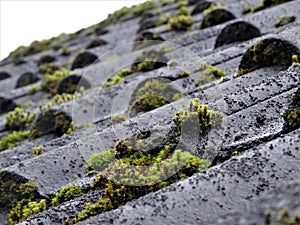 Selective focus of growing moss on a black wet roof