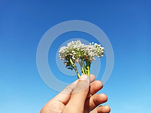 Selective Focus - Hand Holding Onion Flower During Harvest Season with Blue Sky Background