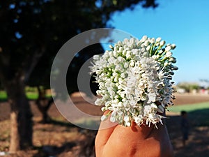 Selective Focus - Hand Holding Onion Flower During Harvest Season with Blue Sky Background