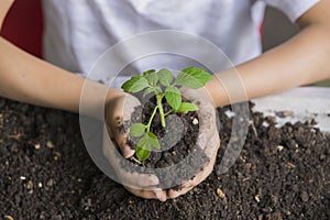 Selective focus of hands Asian child boy holding a little green plant with soil. Growing tree. Spring season. Save environment.