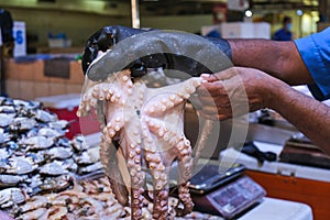 Selective focus at hands of middle eastern fishmonger holding a fresh delicates octopus for sale on fish market