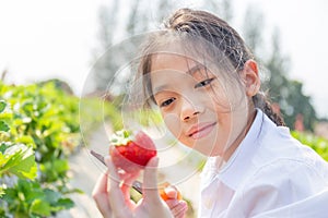 Happy girl child holding and looking fresh red organic strawberries in the garden