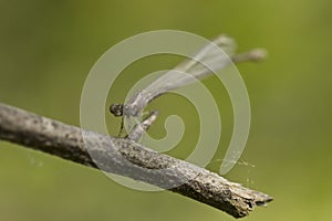 Selective focus on the head of a damselfly