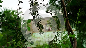 Selective focus on Heena or Lawsonia inermis leaves. Attractive view of flowers. Tropical tree mostly found in Asian continent.