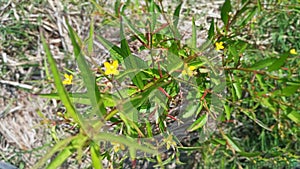 Selective Focus of Heimia Salicifolia During the Day