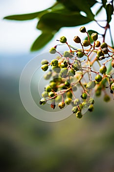 Selective focus of Henna (Lawsonia inermis) plant with blur background, vertical shot