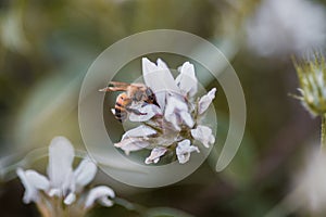 Selective focus of a honey bee pollinating while standing on the white flower, blurred background