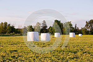 Selective focus horizontal photo of hay balls wrapped in white plastic in field illuminated by the sun