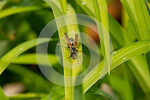 Selective focus of a hornet on the green Cymbopogon martinii with water drops on blurred background