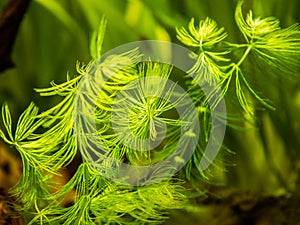 Selective focus of Hornwort plant Ceratophyllum demersum on a fish tank - macro close up