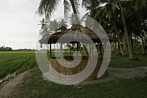 Selective focus of a hut surrounding by paddy field and coconut tree