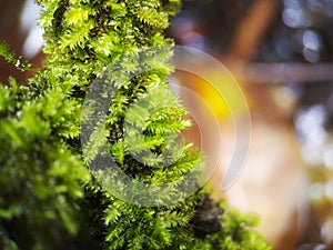 Selective focus of Hypnum moss on blurred background photo
