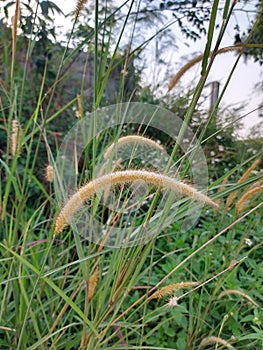 Ilalang rumput liar or setaria viridis or cogon grass or setaria faberi or fountaingrasses photo