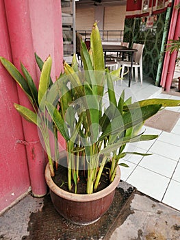 Close up ginger leafs in the morning
