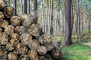 A selective focus image of a pile of lumber in the forest