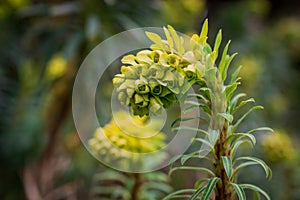 Selective focus image of the Wood Spurge (Euphorbia amygdaloides